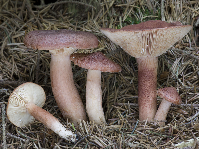 Lactarius rufus